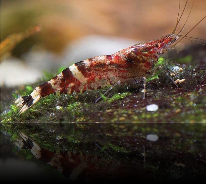 Caridina serratirostris