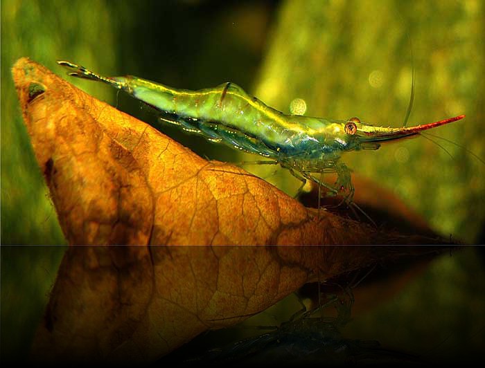 Caridina gracilirostris