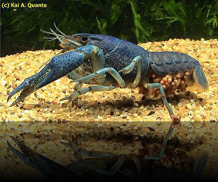 Procambarus alleini sp. Blau